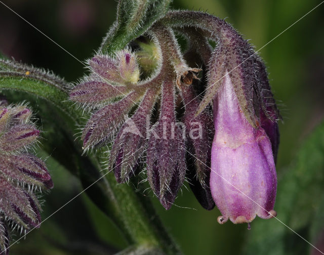 Common Comfrey (Symphytum officinale)