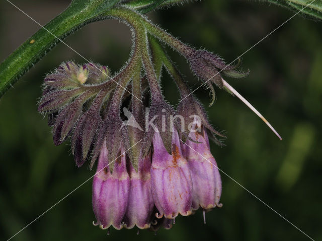 Common Comfrey (Symphytum officinale)