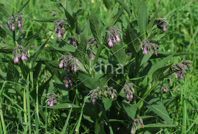 Common Comfrey (Symphytum officinale)