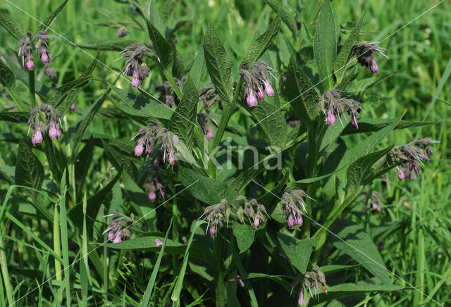 Gewone smeerwortel (Symphytum officinale)