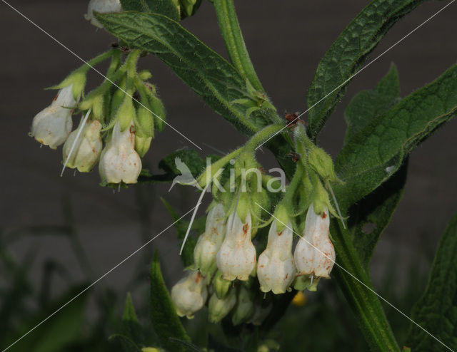 Gewone smeerwortel (Symphytum officinale)