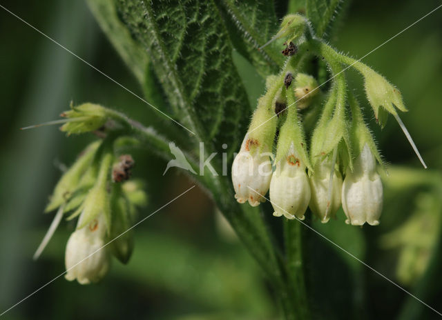 Common Comfrey (Symphytum officinale)