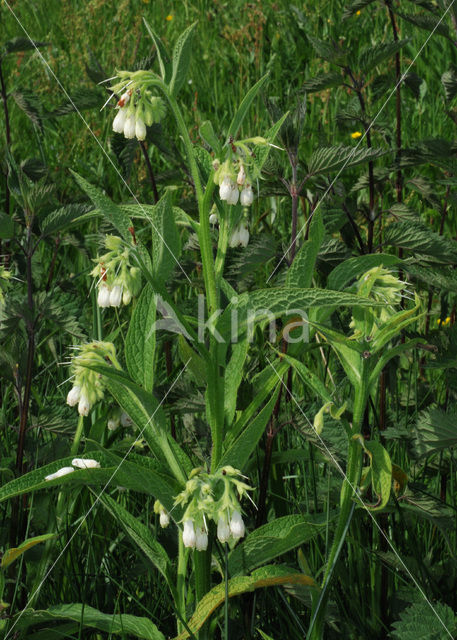 Common Comfrey (Symphytum officinale)