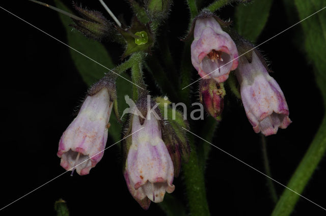 Common Comfrey (Symphytum officinale)