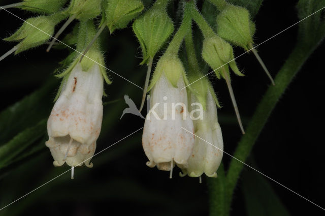 Gewone smeerwortel (Symphytum officinale)