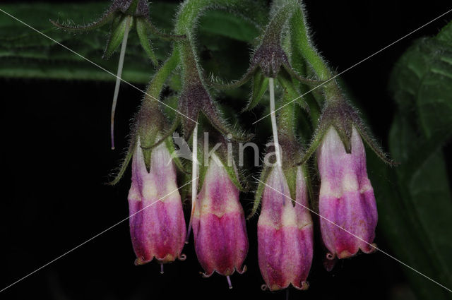 Common Comfrey (Symphytum officinale)