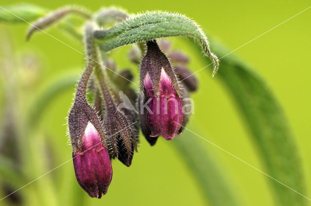 Gewone smeerwortel (Symphytum officinale)