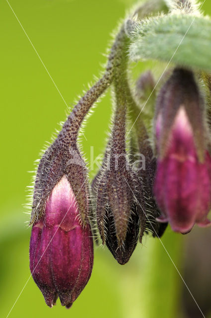 Gewone smeerwortel (Symphytum officinale)