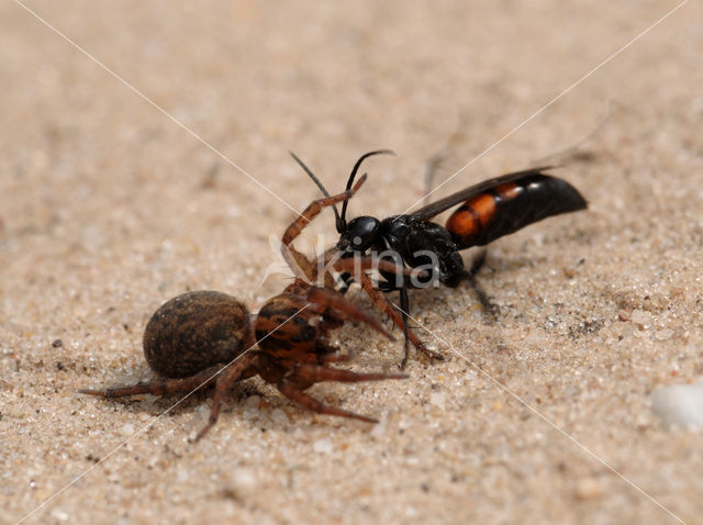 Anoplius viaticus