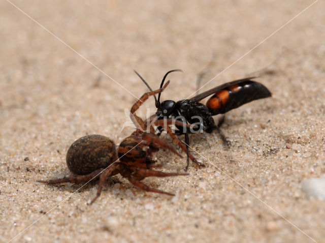 Gewone Wegwesp (Anoplius viaticus)