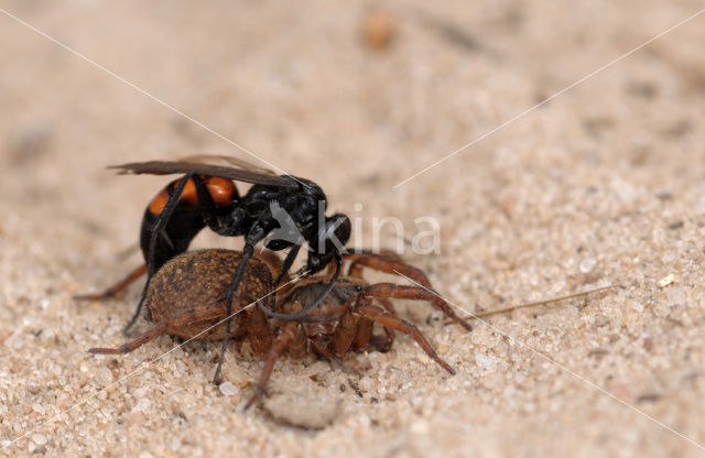 Gewone Wegwesp (Anoplius viaticus)