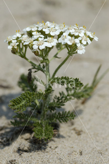 Gewoon duizendblad (Achillea millefolium)