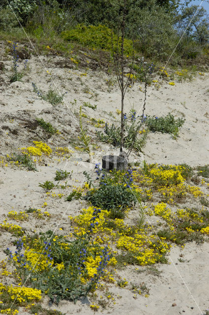 Gewoon Slangenkruid (Echium vulgare)