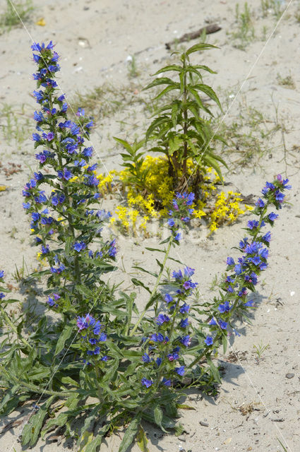 Viper’s-bugloss (Echium vulgare)