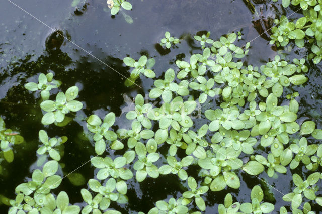 Various-leaved Waterstarwort (Callitriche platycarpa)