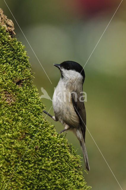 Marsh Tit (Parus palustris)