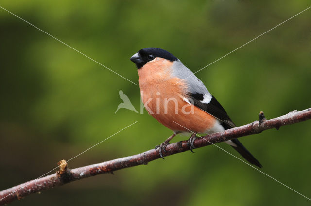 Eurasian Bullfinch (Pyrrhula pyrrhula)