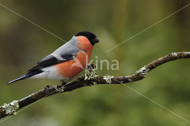 Eurasian Bullfinch (Pyrrhula pyrrhula)