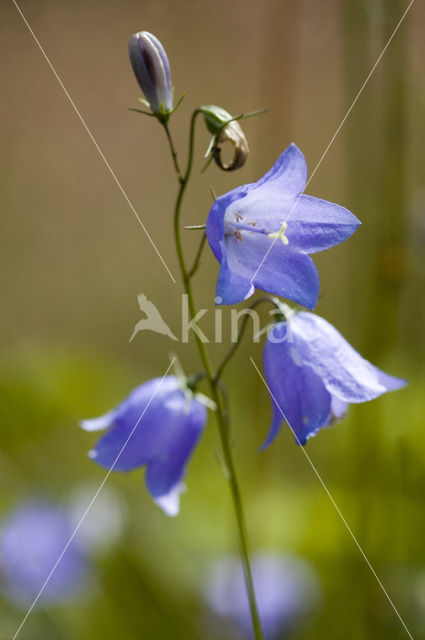 Grasklokje (Campanula rotundifolia)