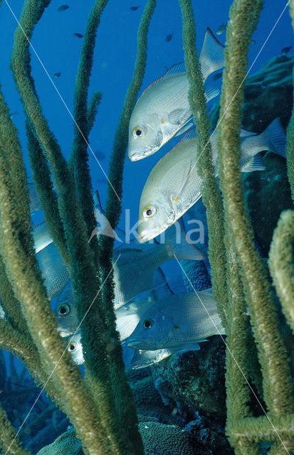 grey snapper (Lutjanus griseus)