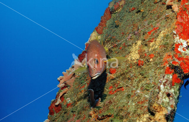 grey snapper (Lutjanus griseus)