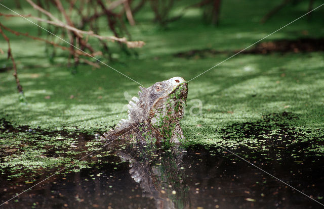 Groene leguaan (Iguana iguana)