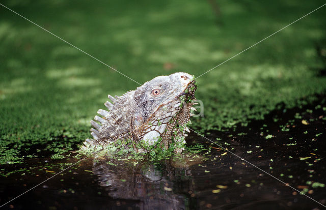 green iguana (Iguana iguana)