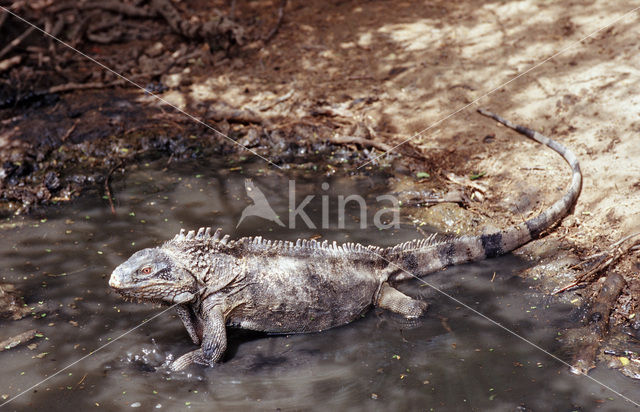 Groene leguaan (Iguana iguana)