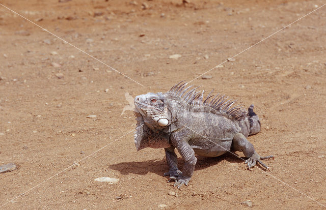 Groene leguaan (Iguana iguana)