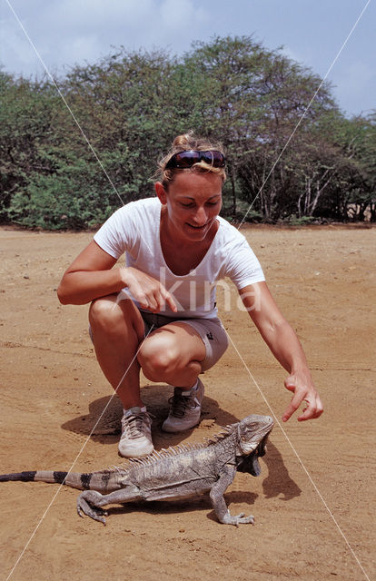 Groene leguaan (Iguana iguana)