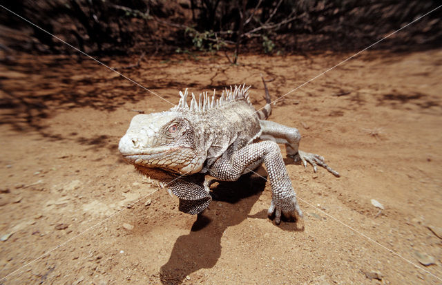 green iguana (Iguana iguana)