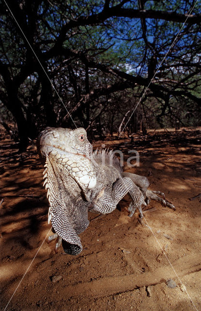 Groene leguaan (Iguana iguana)