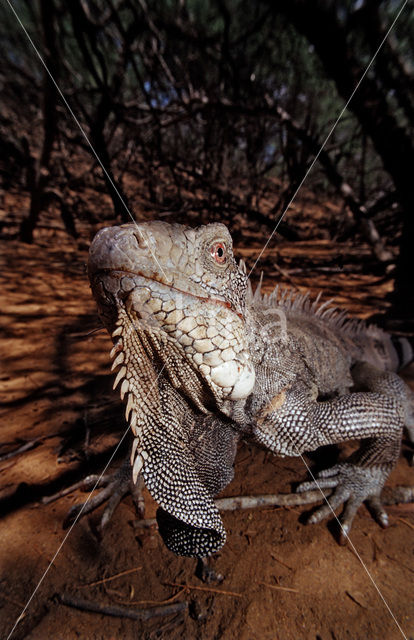 Groene leguaan (Iguana iguana)