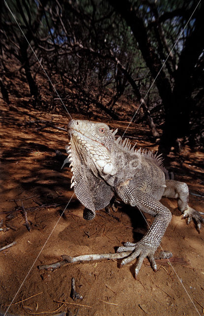 green iguana (Iguana iguana)