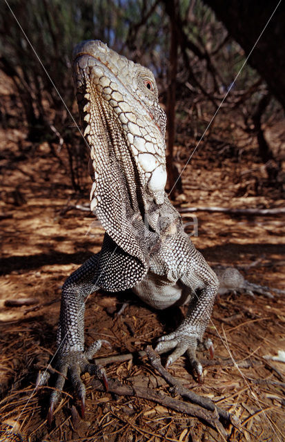 Groene leguaan (Iguana iguana)