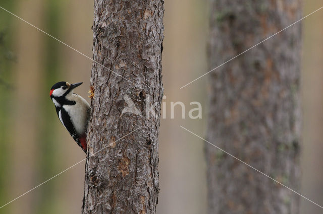 Great Spotted Woodpecker (Dendrocopos major)