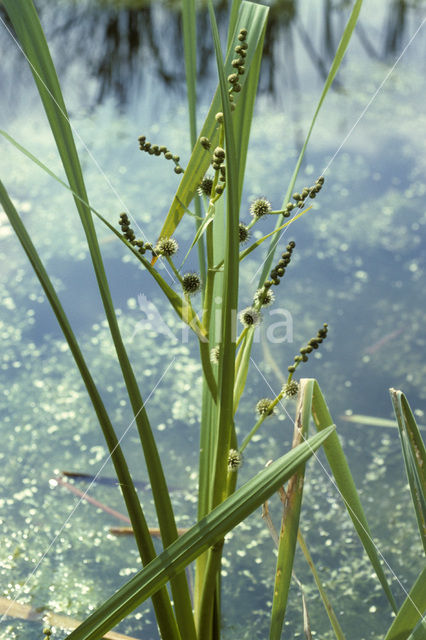 Grote egelskop (Sparganium erectum erectum)