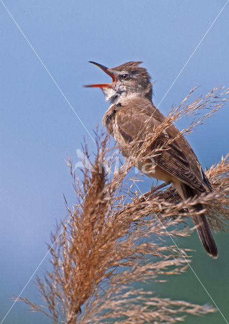 Grote Karekiet (Acrocephalus arundinaceus)