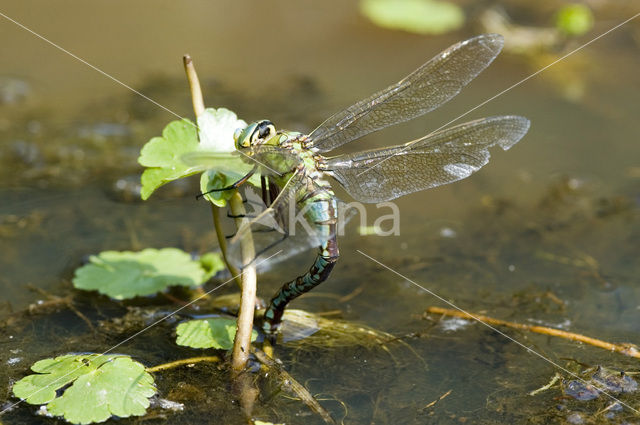 Grote keizerlibel (Anax imperator)