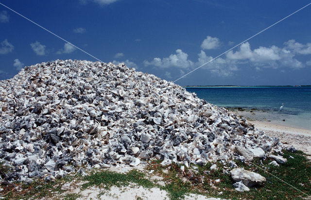 pink conch