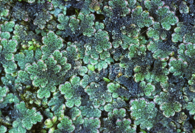 Waterfern (Azolla filiculoides)