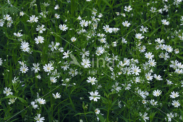 Greater Stitchwort (Stellaria holostea)