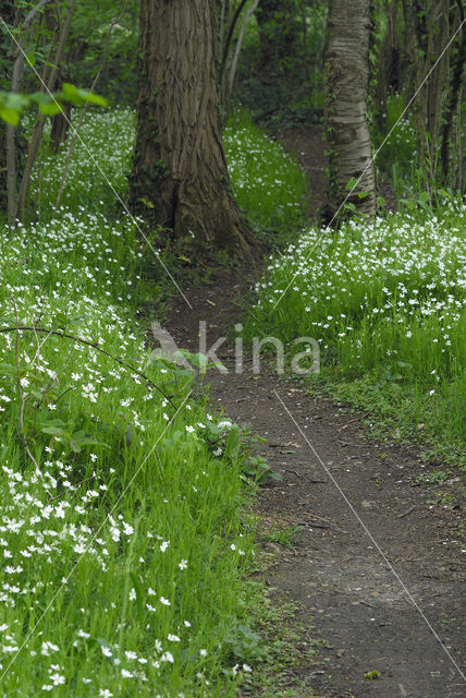 Greater Stitchwort (Stellaria holostea)