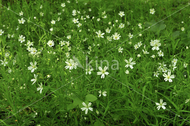 Greater Stitchwort (Stellaria holostea)