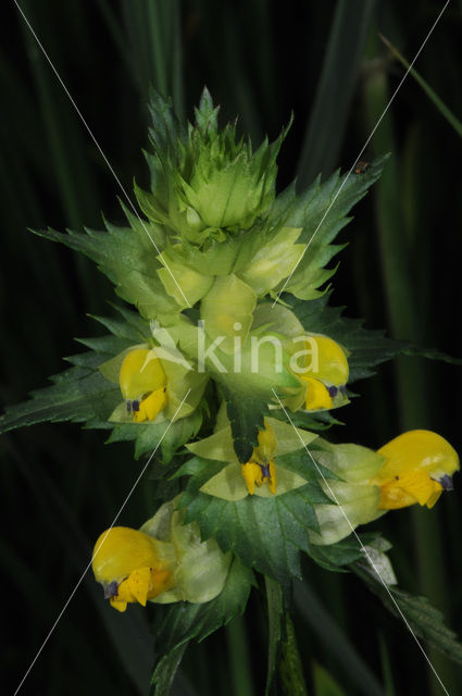 Greater Yellow-rattle (Rhinanthus angustifolius)