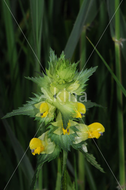 Greater Yellow-rattle (Rhinanthus angustifolius)