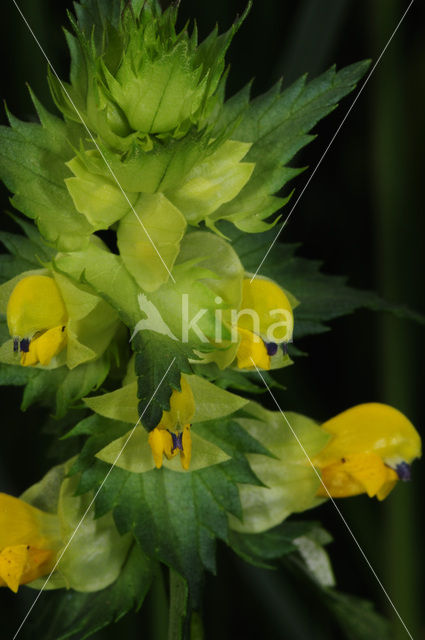Greater Yellow-rattle (Rhinanthus angustifolius)