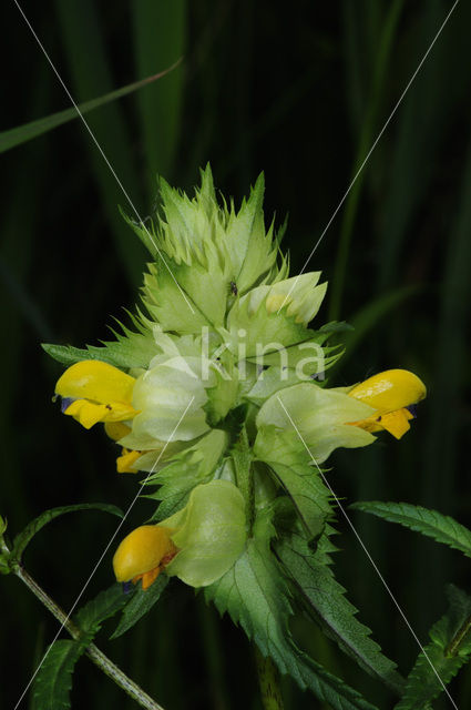 Greater Yellow-rattle (Rhinanthus angustifolius)