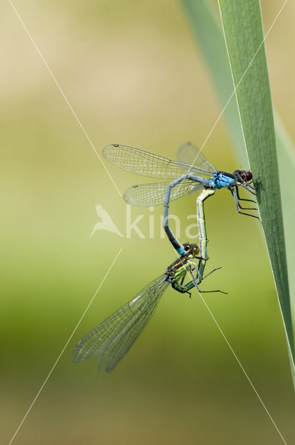 Grote roodoogjuffer (Erythromma najas)