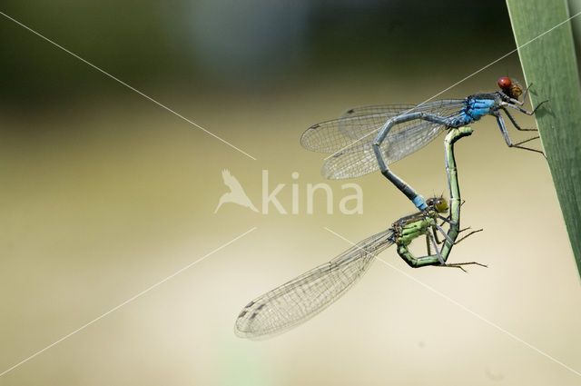 Grote roodoogjuffer (Erythromma najas)